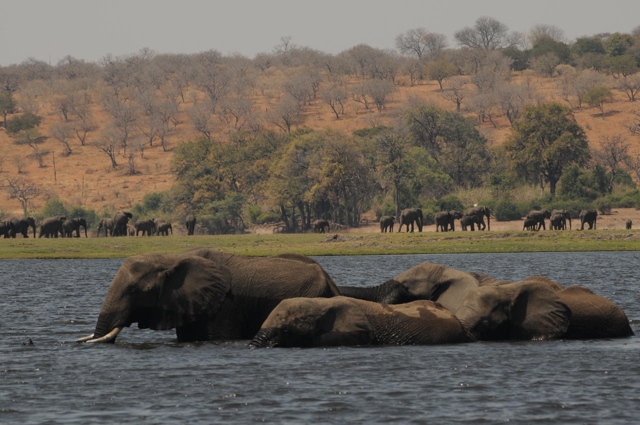 Ngoma Safari Lodge Kavimba Экстерьер фото