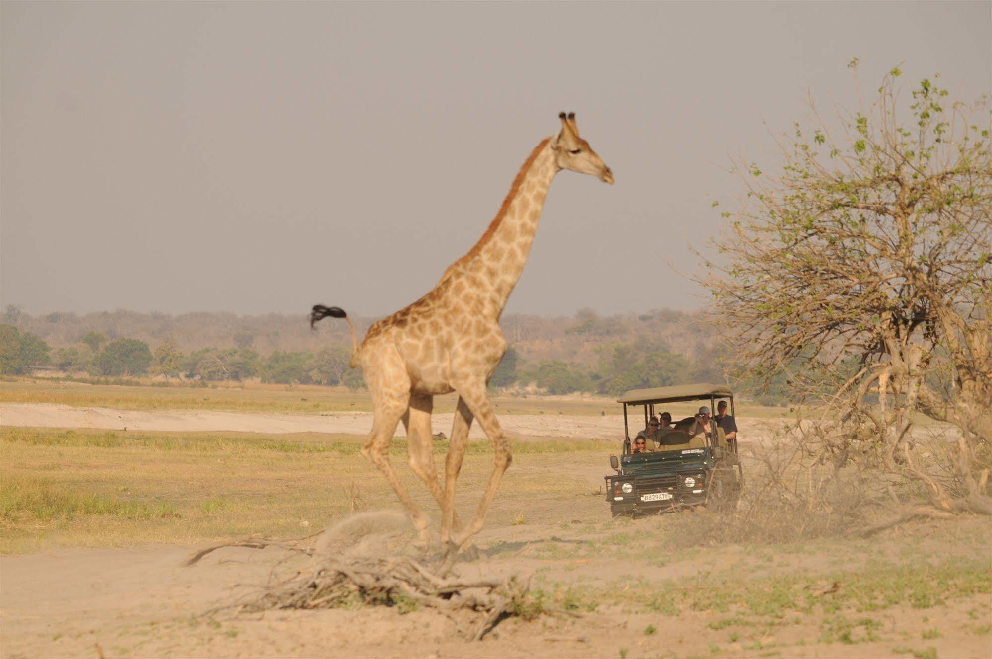 Ngoma Safari Lodge Kavimba Экстерьер фото
