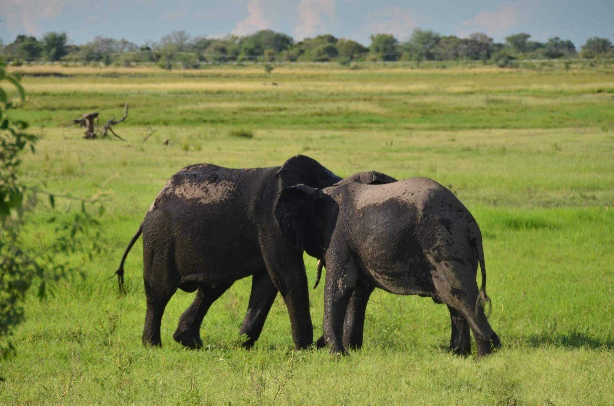 Ngoma Safari Lodge Kavimba Экстерьер фото